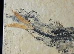 Leptolepides sprattiformis (BLAINVILLE 1818) - Bild &copy; FossNet FossilienStore